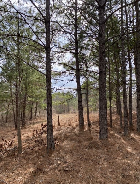 Picture 23