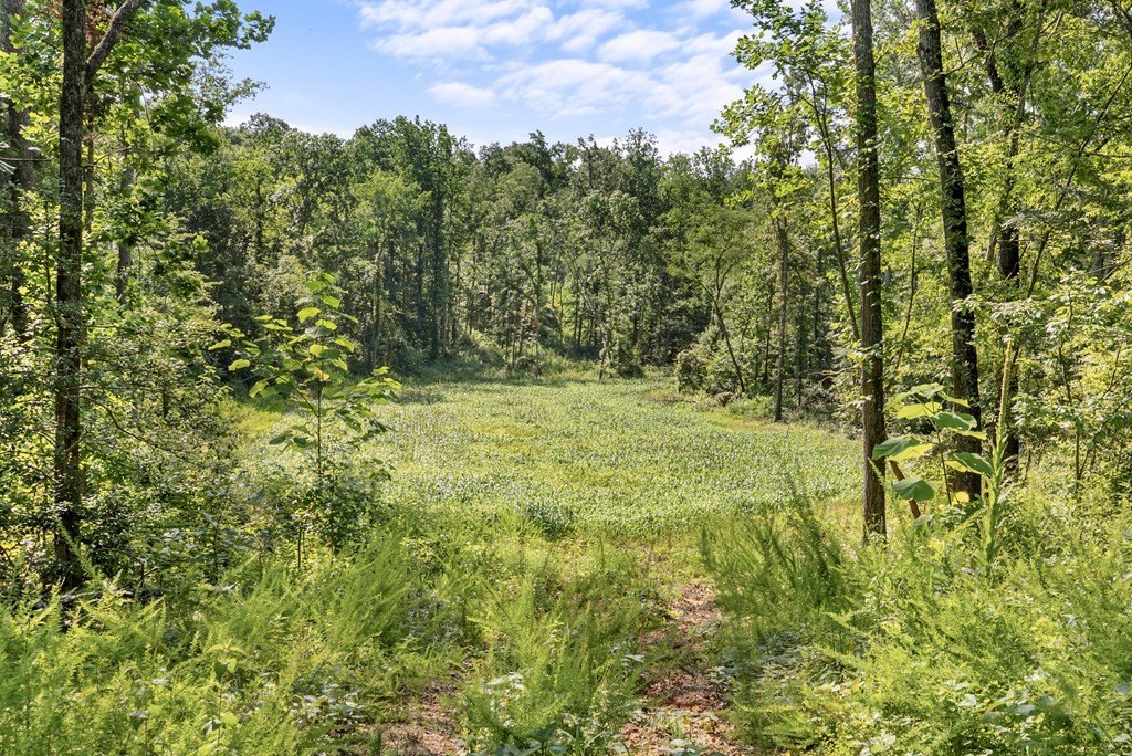 Picture 8