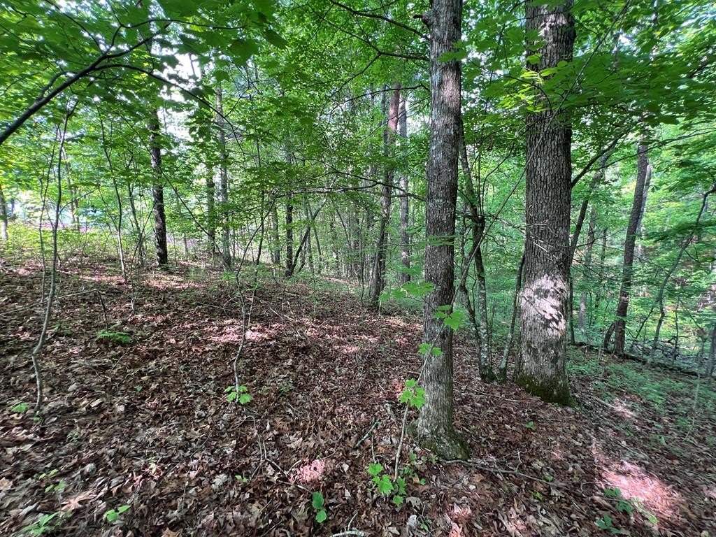 Picture 8