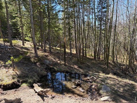 80 Acres Backing National Forest