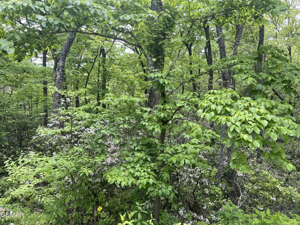 Picture 15