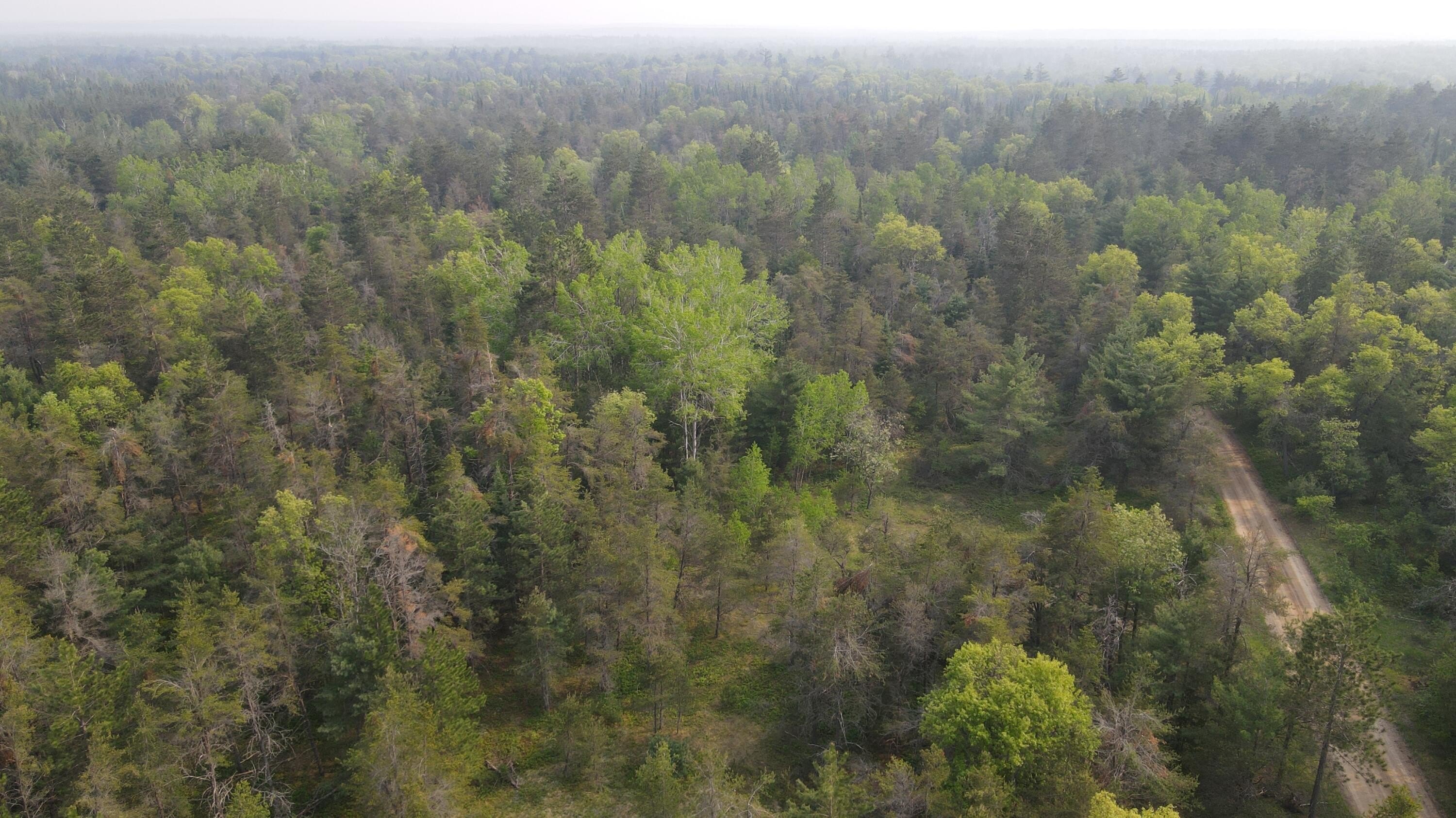 39.23 Acres Hunting Land