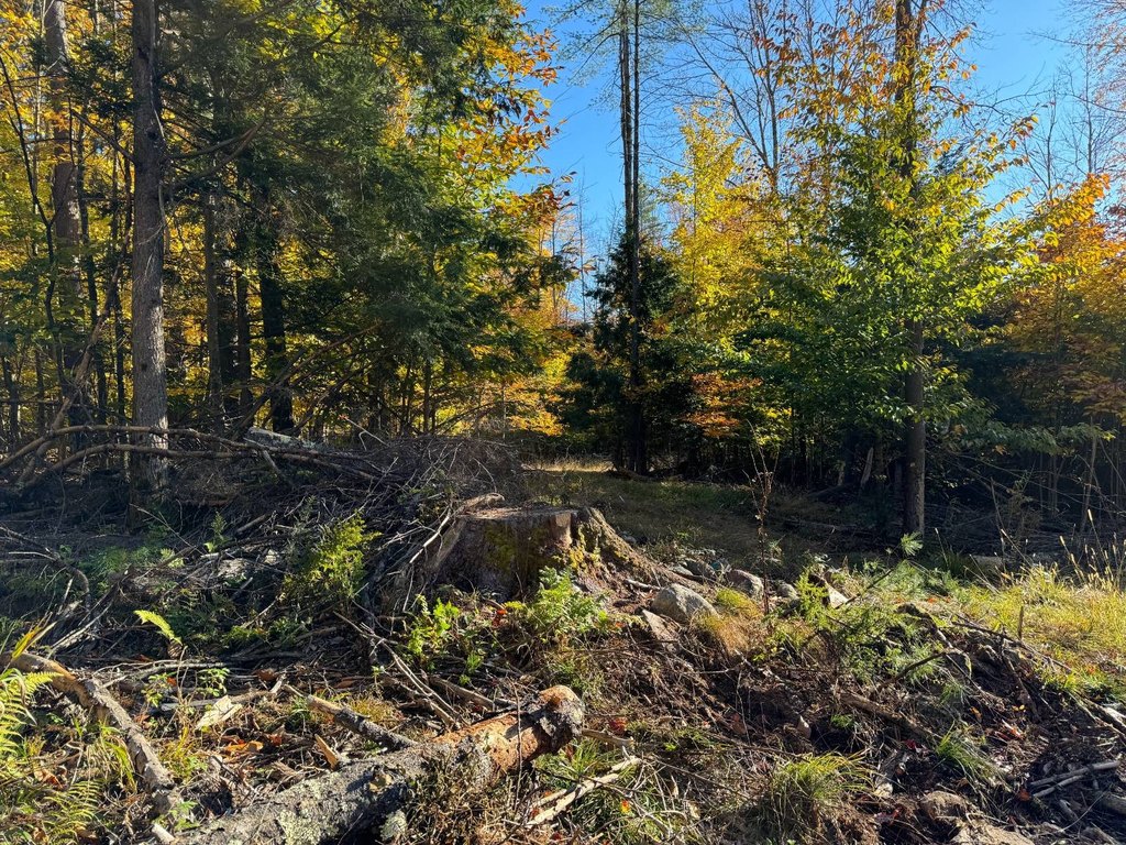 Picture 21