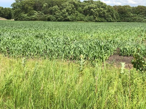 DeMotte, IN - Five Acres