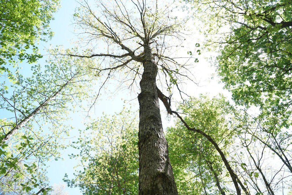 Picture 8