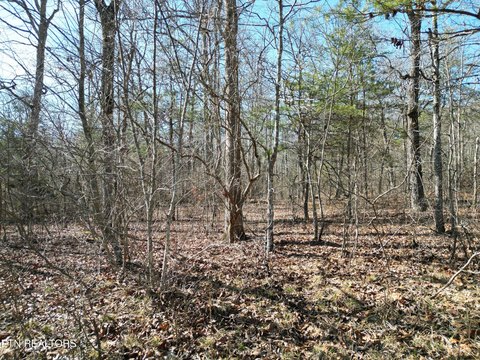 Wooded Lot in Lake Tansi