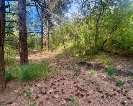 Pristine Land Bordering Gallina Creek