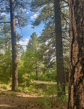 Pristine Land Bordering Gallina Creek