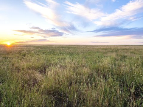 160 Acres of Texas Grassland