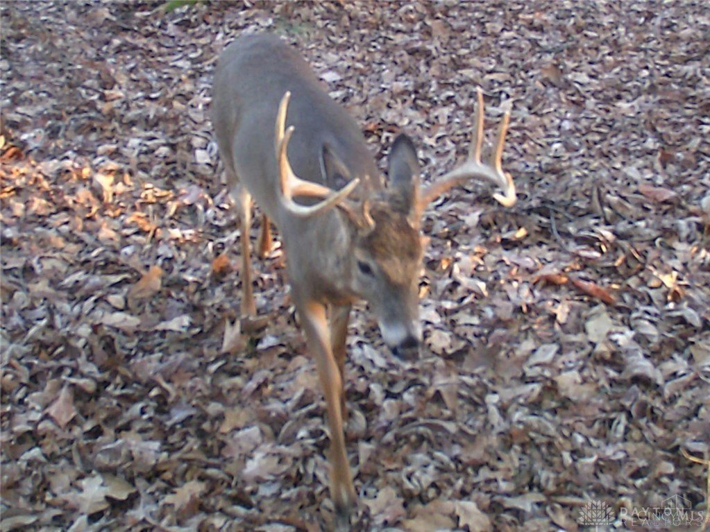 Picture 18
