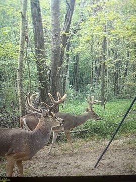 580-Acre Sportsman Retreat in Drakesboro