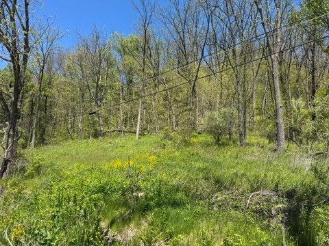 20 Acres of Wooded Land