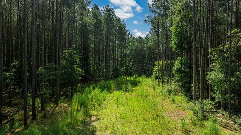 Wooded Hunting Land