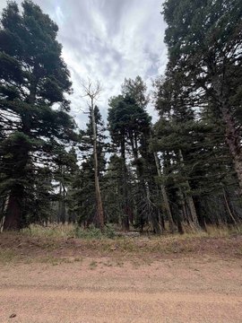 Land, Angel Fire, NM