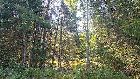 Wooded Lot in Rhinelander, WI