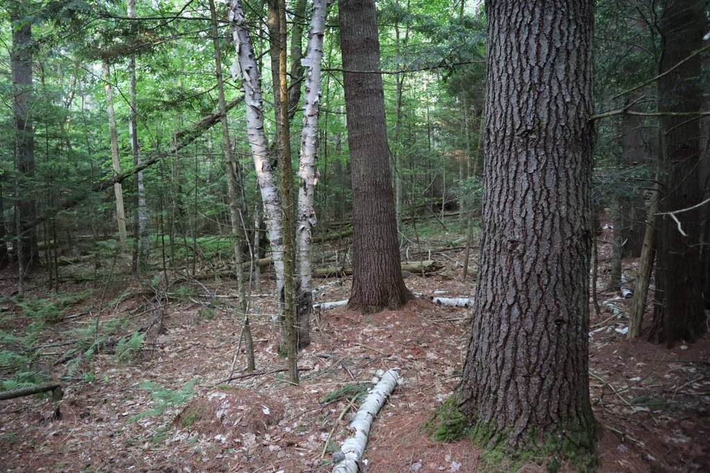 Picture 29
