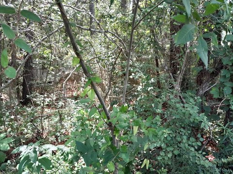 Land For Sale, Pineville SC