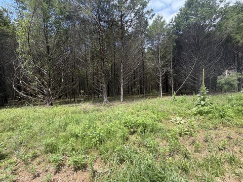 Wooded Waterfront Land Parcel