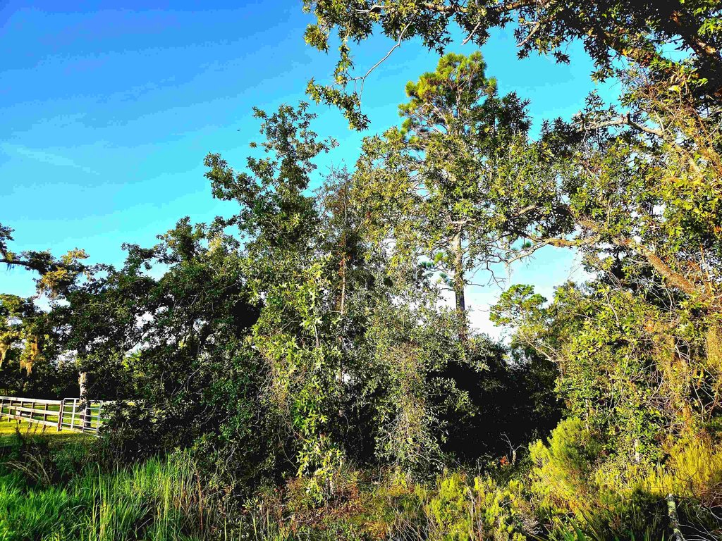Picture 8