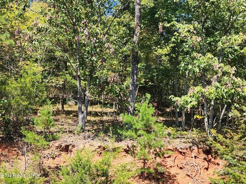 Lots & Acreage, New Tazewell, TN