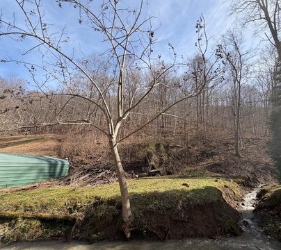 Hunting Land with Timber Potential