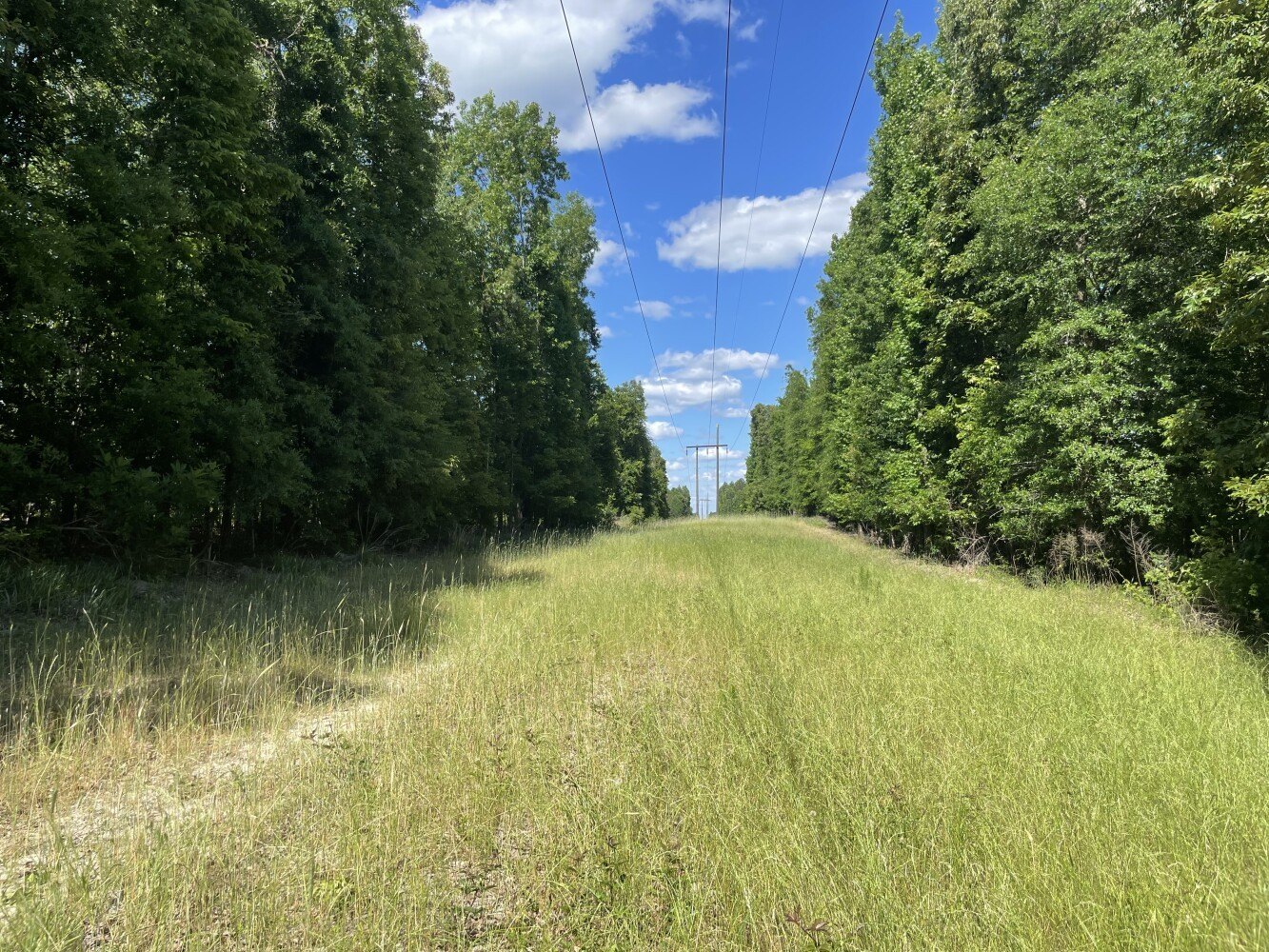 204 Acres of Hunting Land