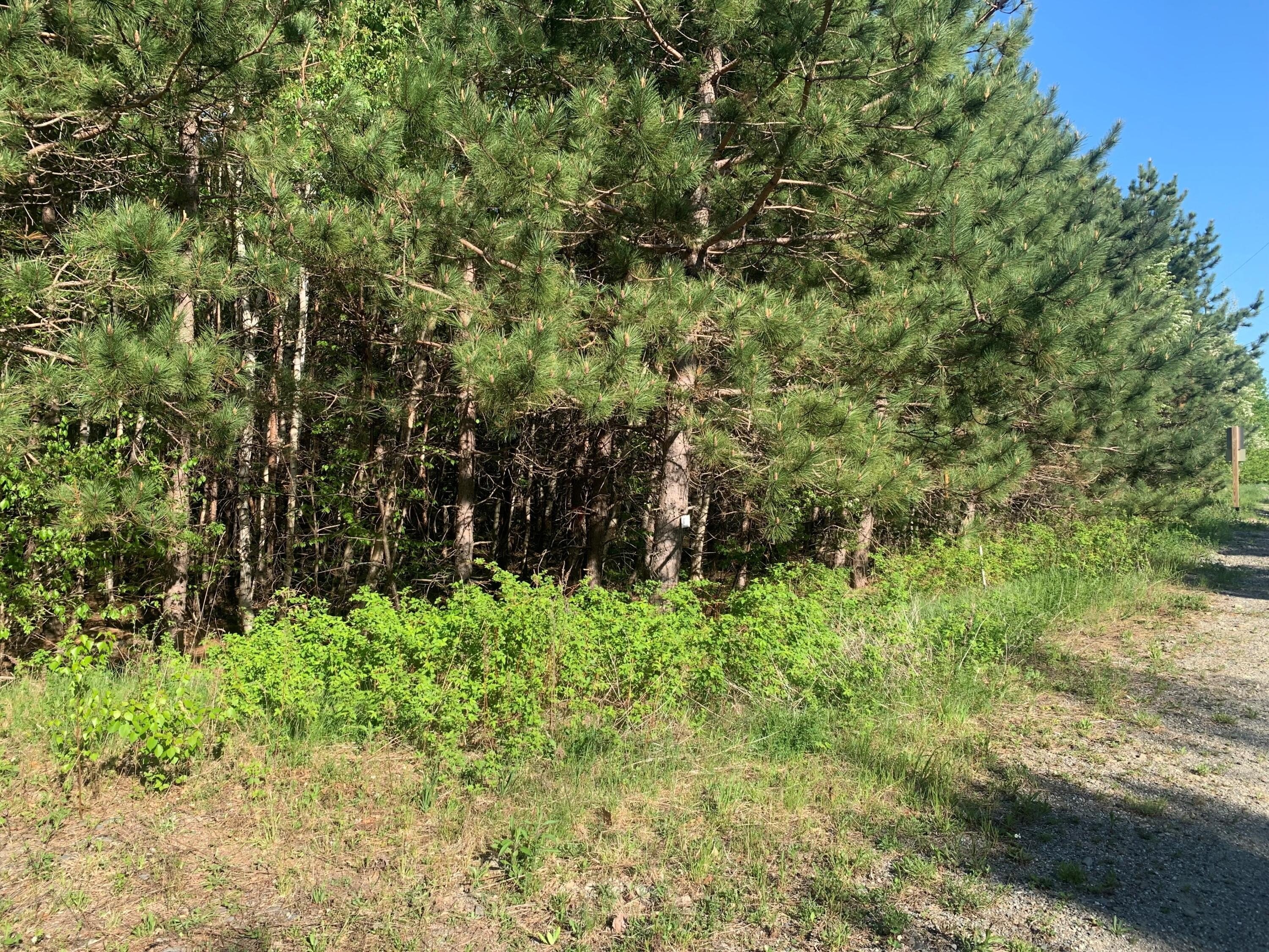 Dedham Land with Wooded Views