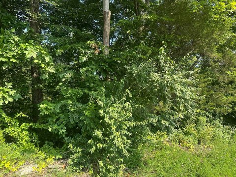 Tennessee Vacant Land Retreat