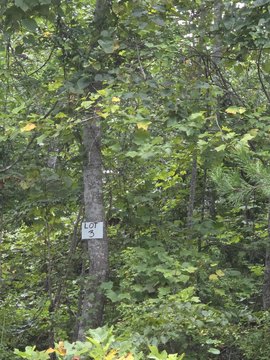 Land, Somerset, KY