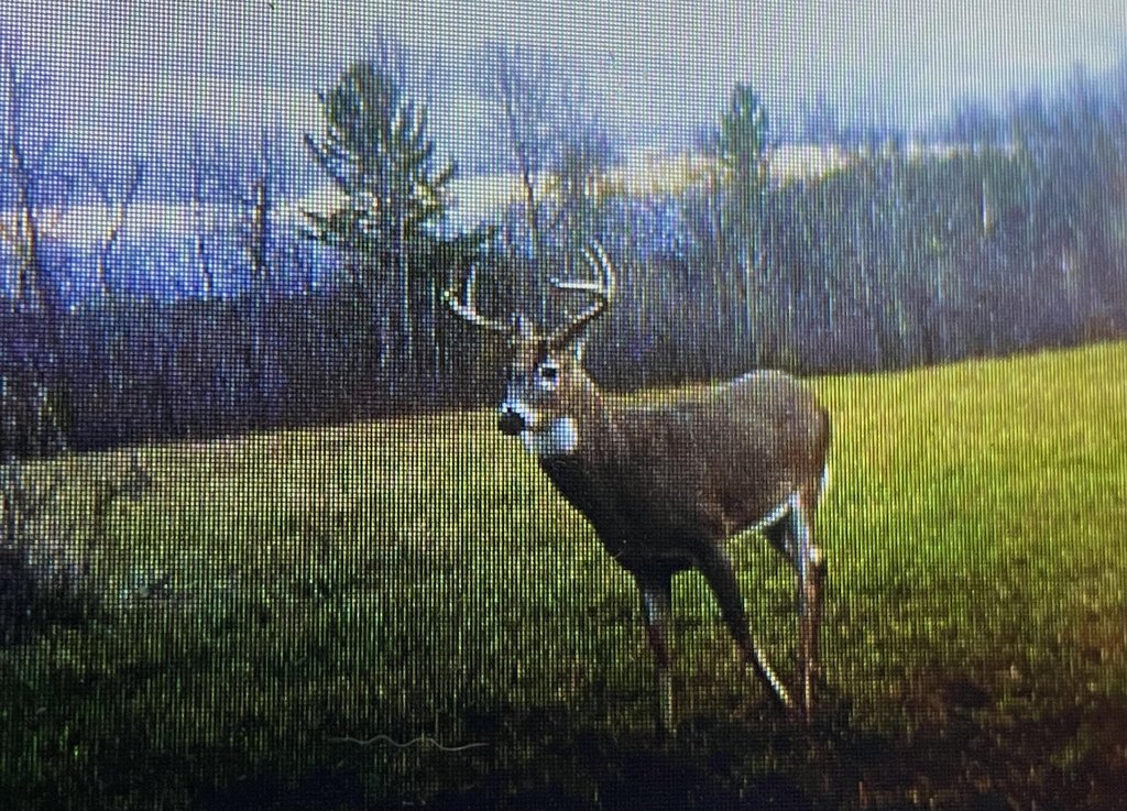 Picture 5