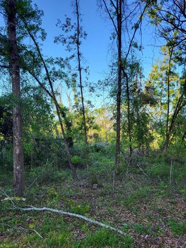 LAND - Perry, FL