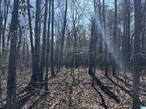 LAND - WOODLAND, AL