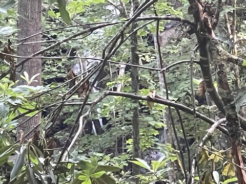 Tuckasegee Land with Waterfall Sounds