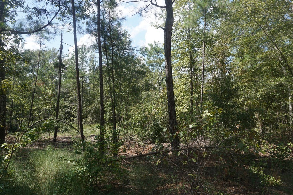 Picture 6