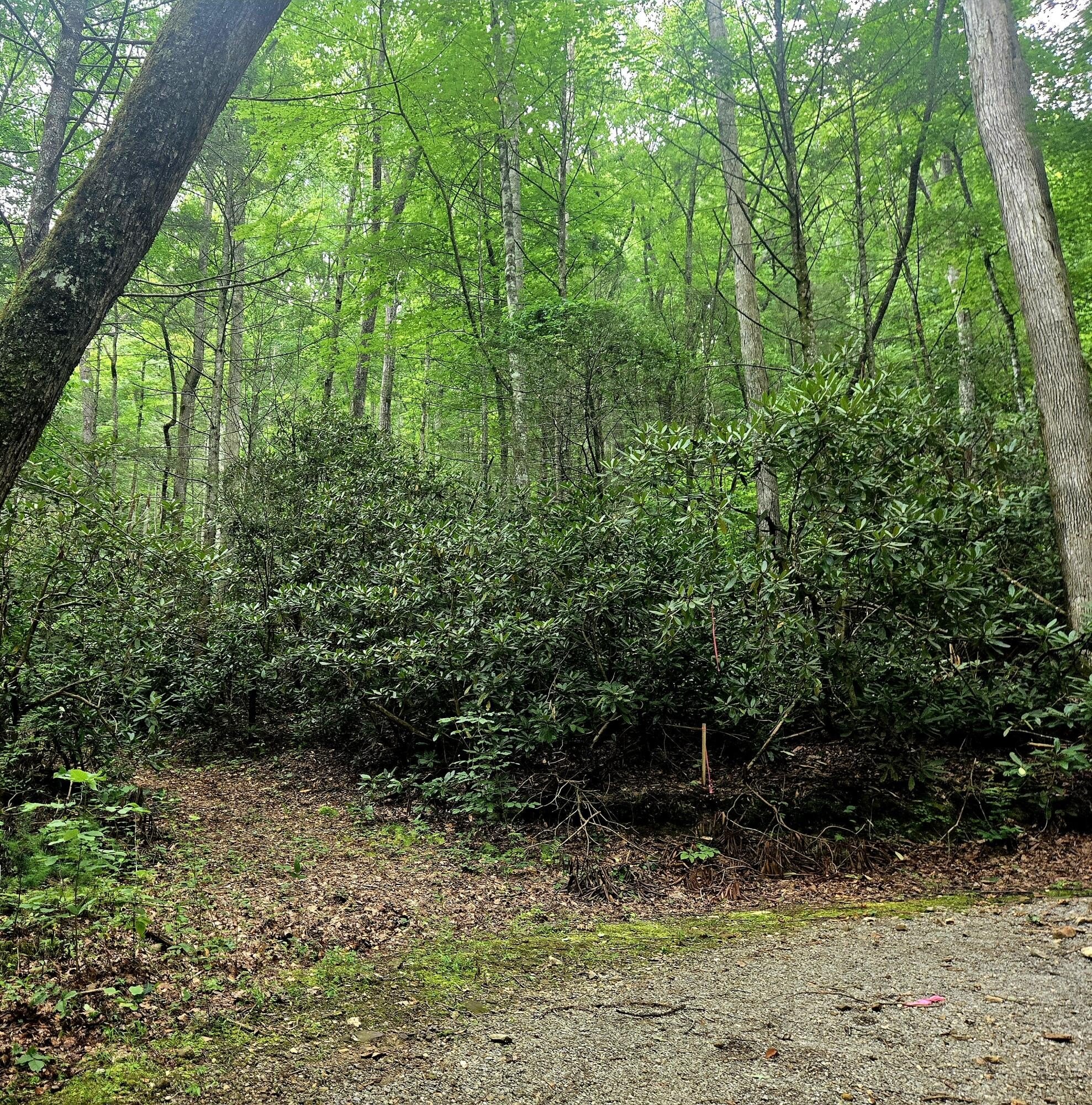 Wooded Lot Bordering National Forest