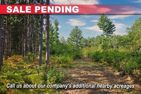 Wooded Hunting Land