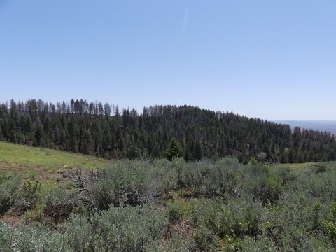 Backcountry Land with Timber, Creeks