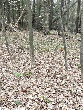 Vacant Land Near Downtown Cadillac