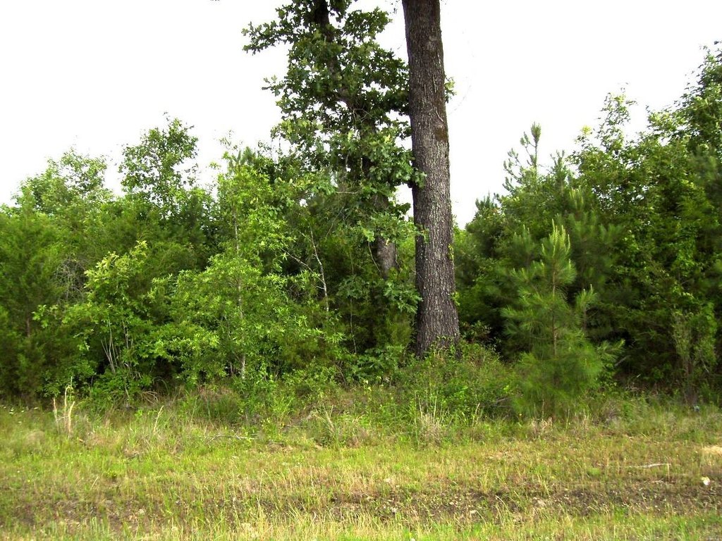 Picture 9