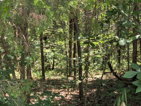 Lakeside Vacant Lots in Shell Knob