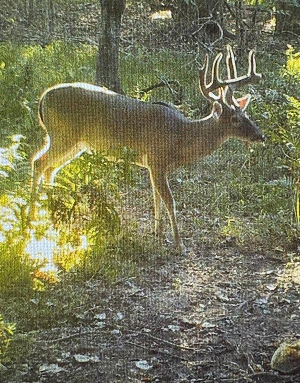 Picture 51