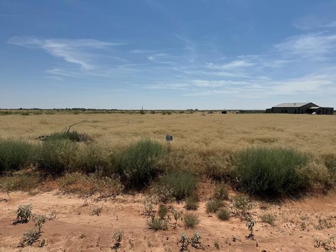Land For Sale, Andrews, TX