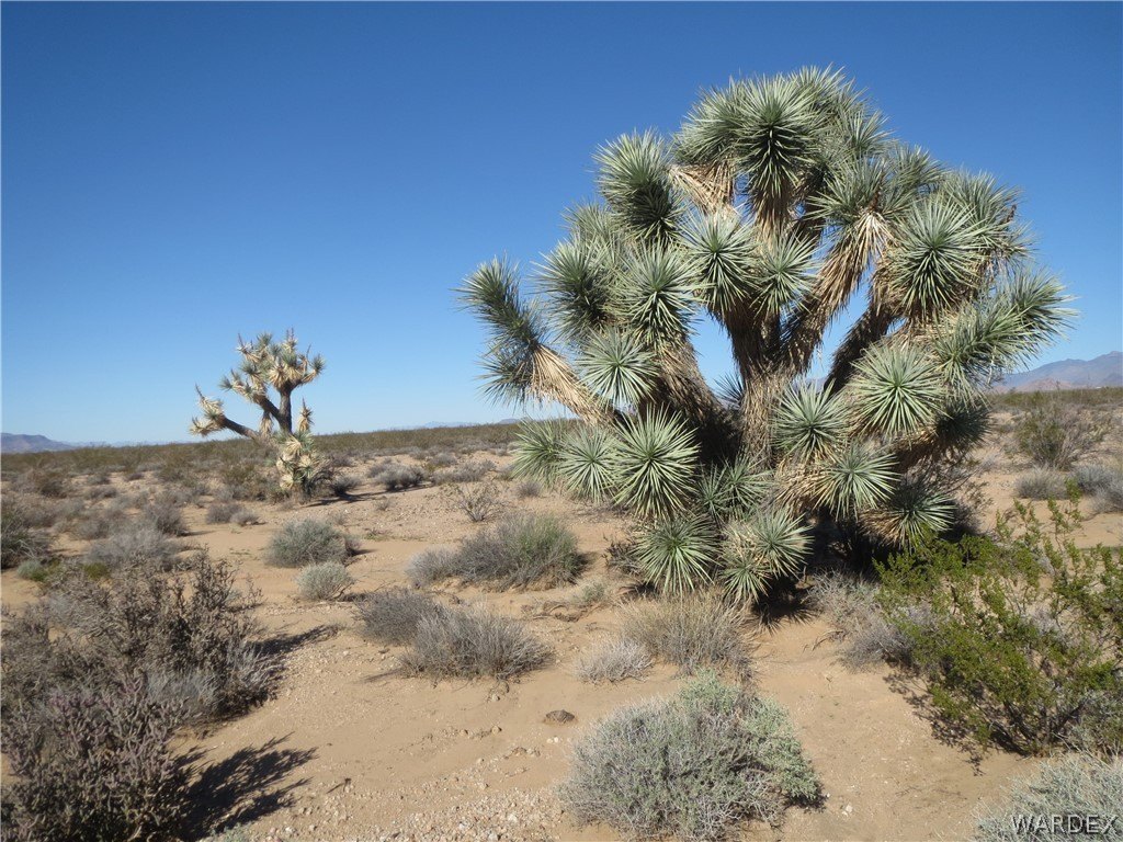 60 Acres of Ranch Land