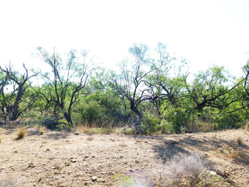 Picture 32