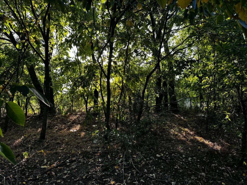 Picture 21