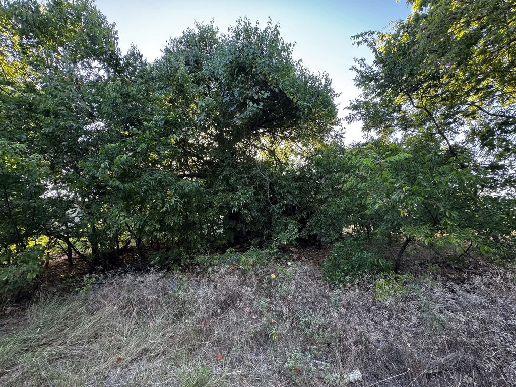 Picture 25