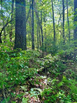 Land in Robbinsville, NC