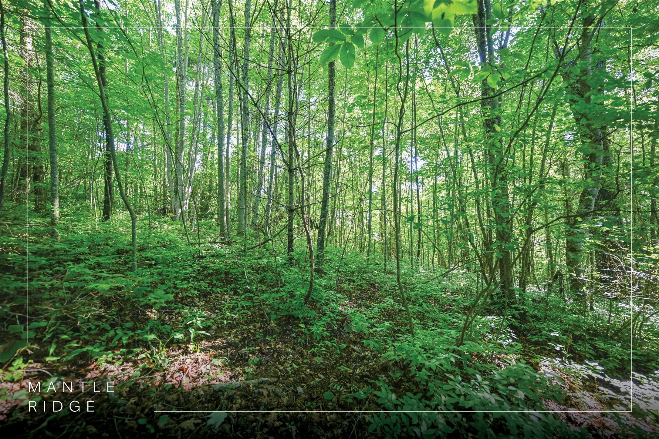 Land with Mountain View Potential