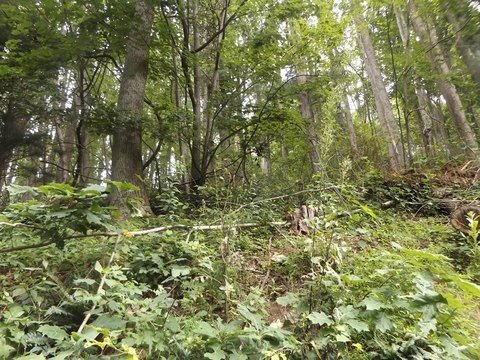 Chalet High Building Lot