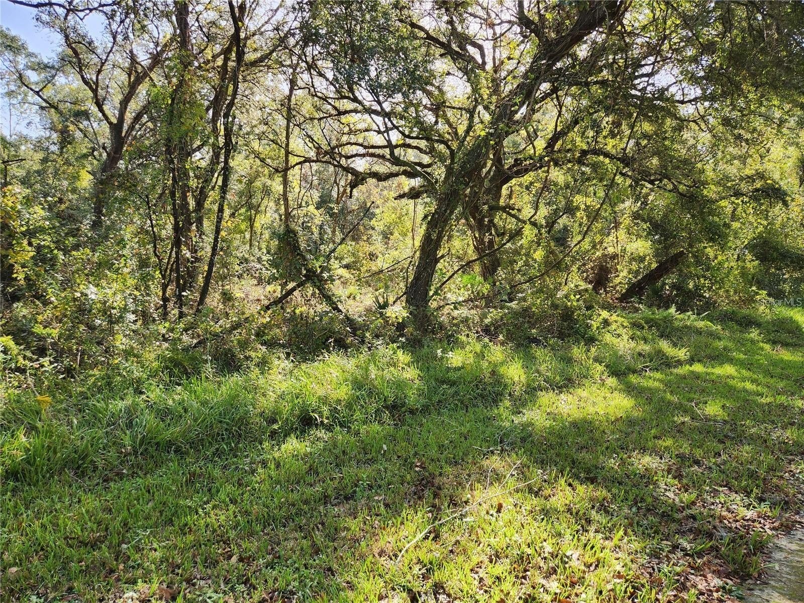 Undeveloped Land Near Route 301